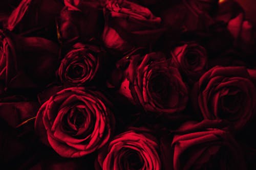 Free Close-up of Red Roses Stock Photo