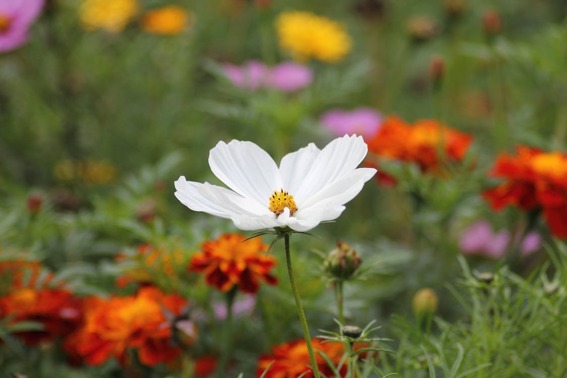 Macro Shot of White Flower