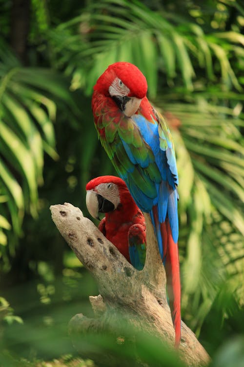 Free Red and Green Macaws Stock Photo