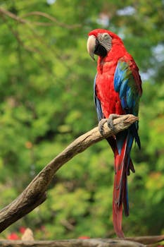 Close-up of a colorful red and green macaw preening on a branch in a lush green setting.