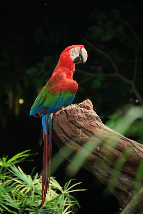 Side View of a Red and Green Macaw Perched on a Branch