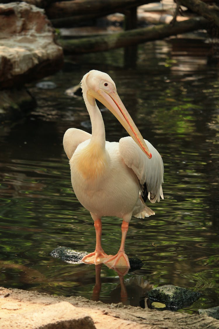 A Great White Pelican