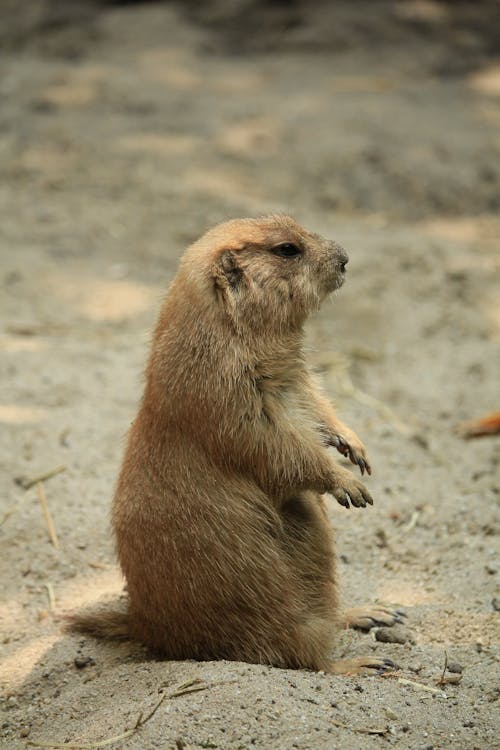 Free Side View of a Prairie Dog Stock Photo