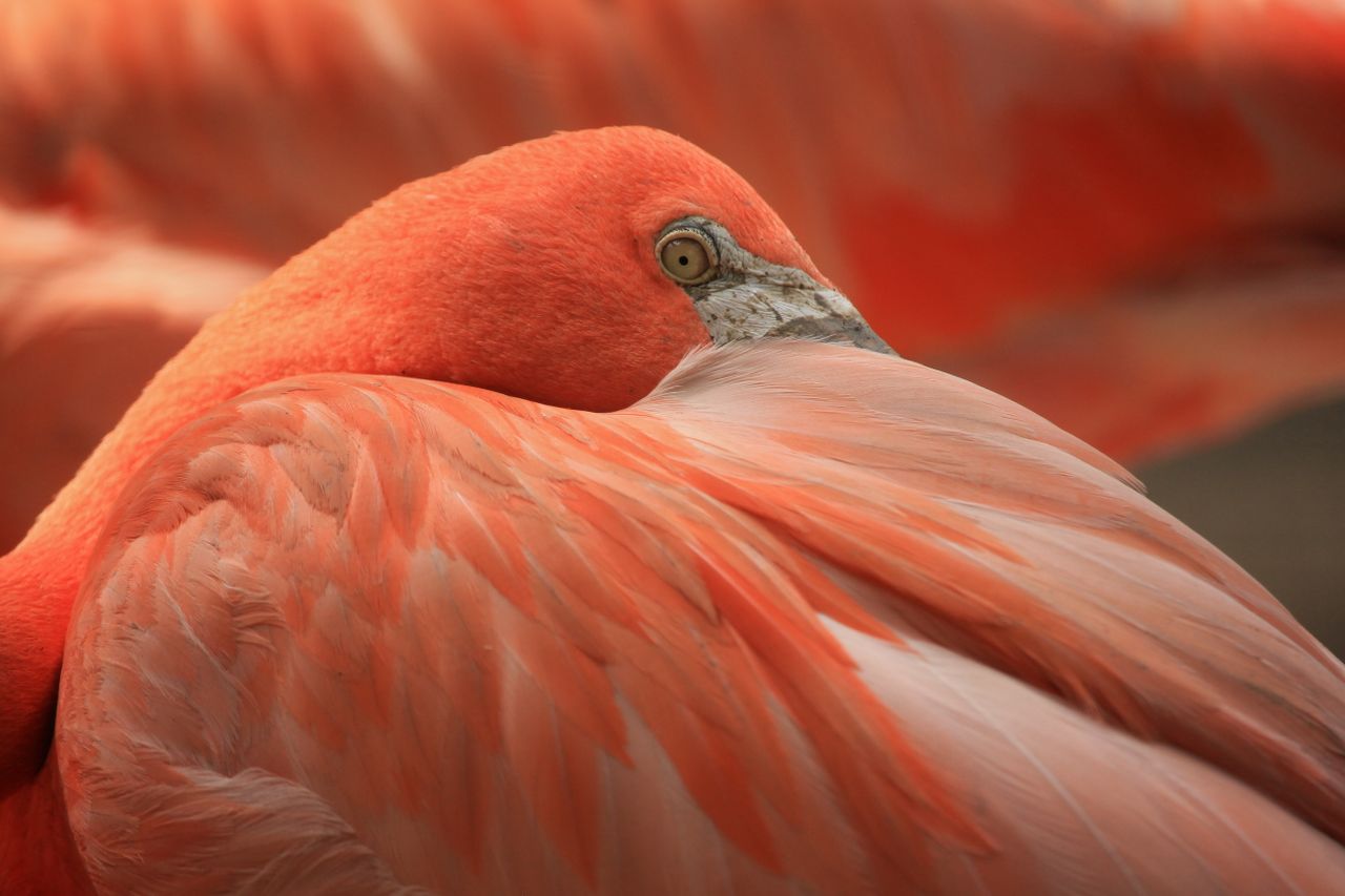 intimate close up of an american flamingo showcasing its vivid pink fe