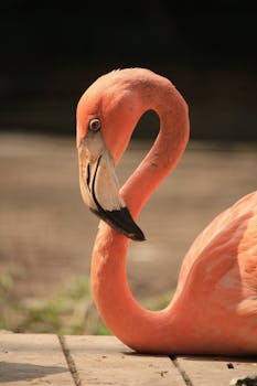 Close-up of a vibrant American flamingo basking in sunlight, showcasing its striking pink plumage.