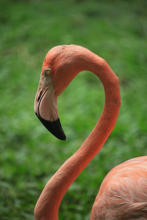 Side View of an American Flamingo