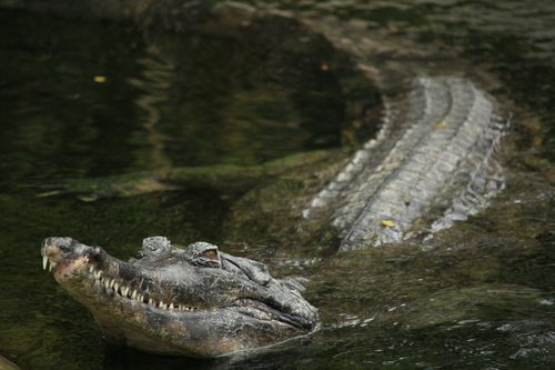 Free A close-up of a gharial swimming in the water with a blurred background. Stock Photo