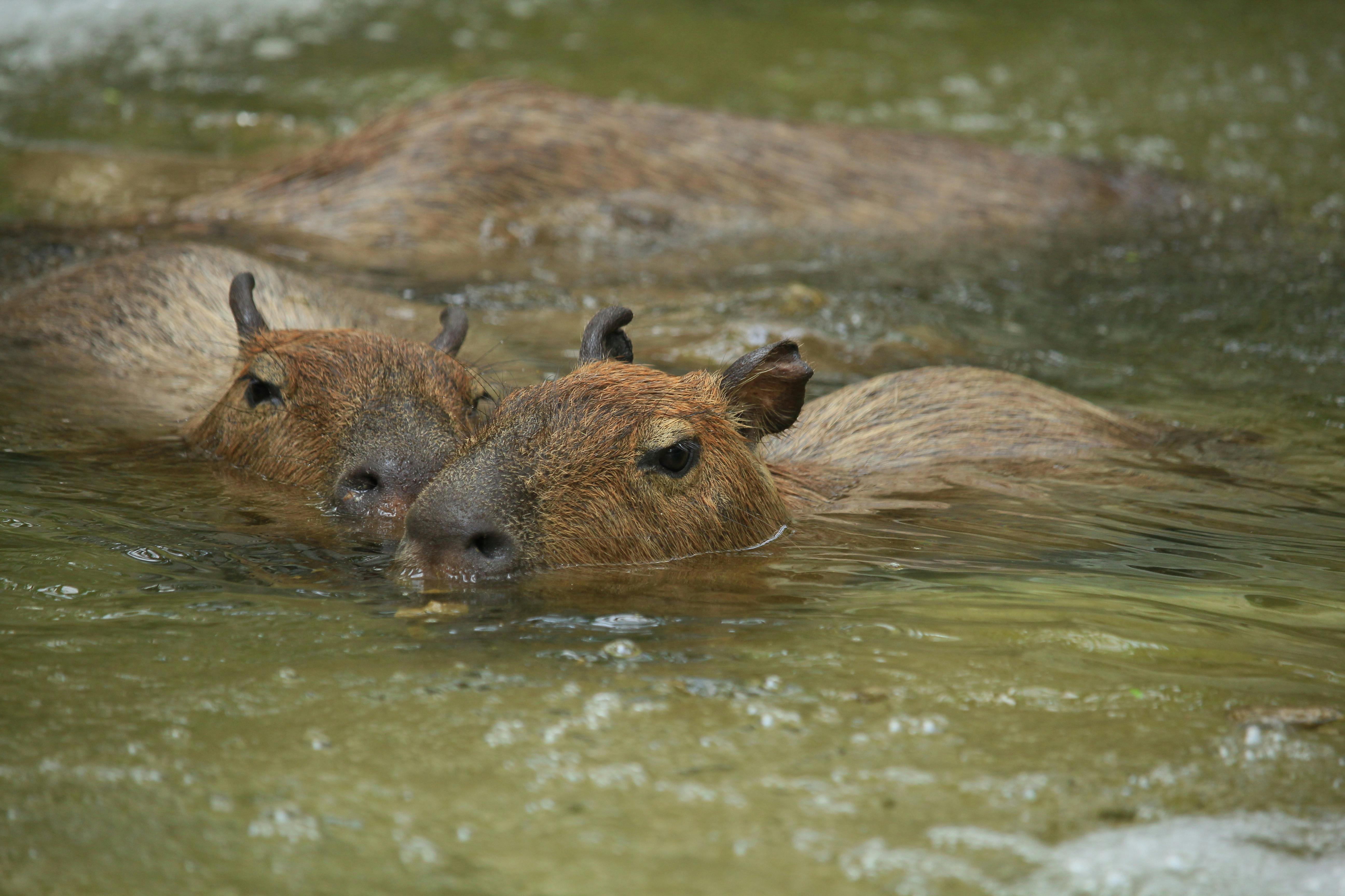 60+ melhores imagens de Capivara · Download 100% grátis · Fotos  profissionais do Pexels