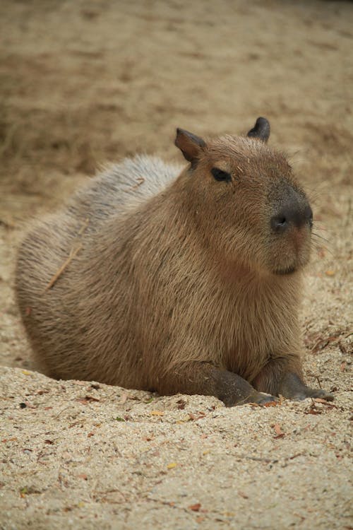 Free Close-up of a Capybara Stock Photo