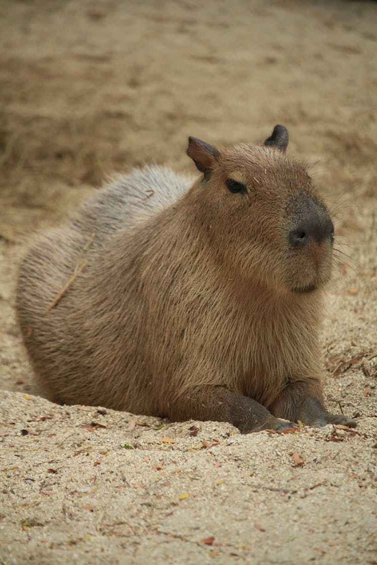 Close-up Of A Capybara