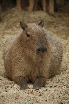 A close-up of a capybara resting on sandy ground, capturing its serene expression.