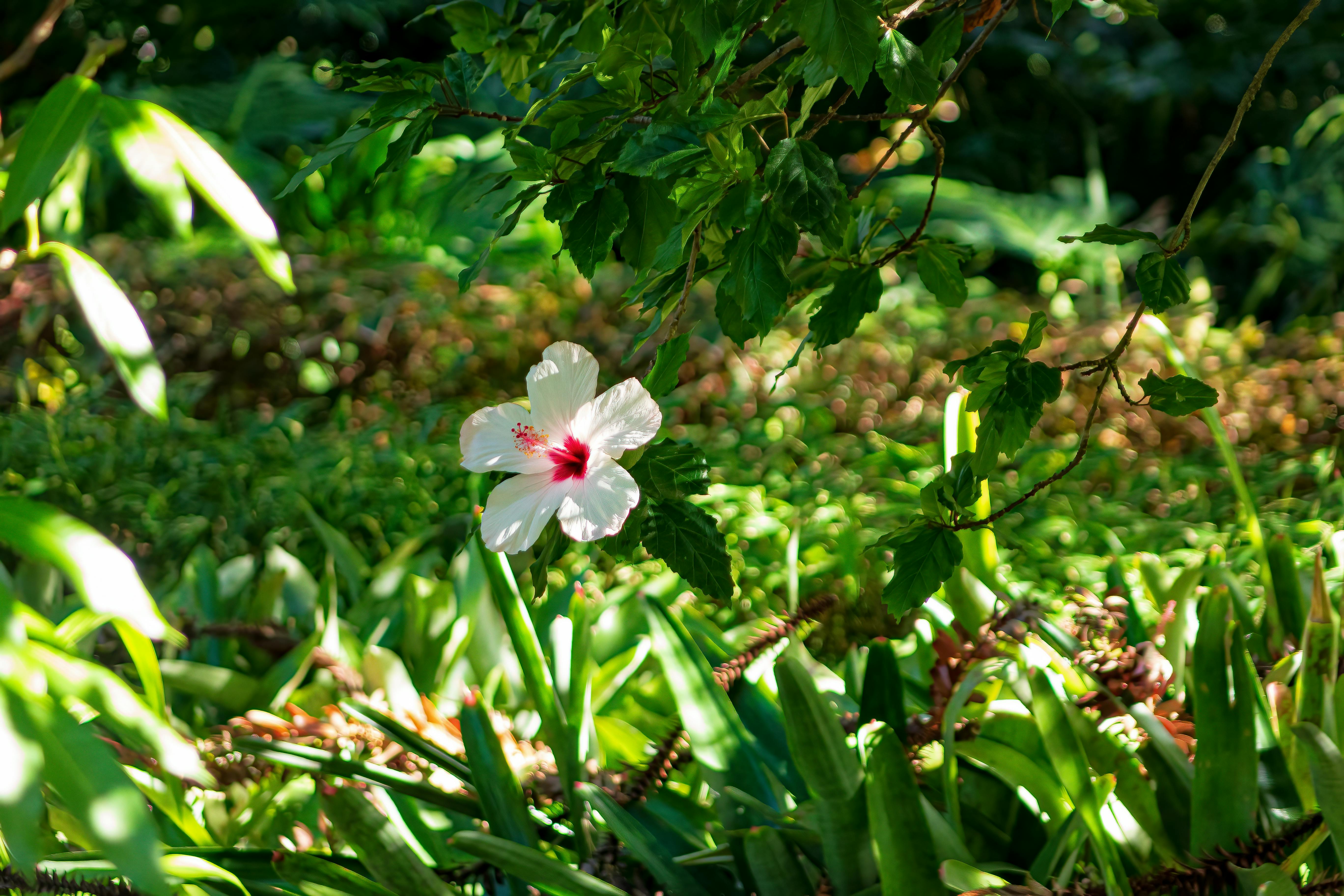 branch with flower