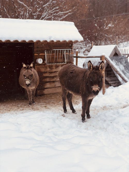 Furry Donkeys on Farm