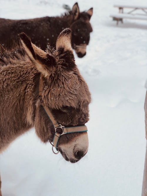 Brown Donkey in Close Up Shot