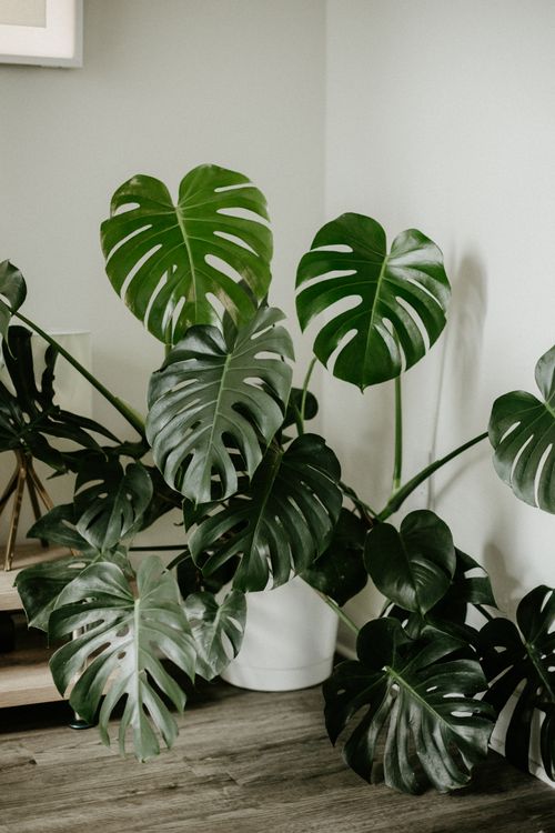 philodendron elegans for sale Philodendron Elegans