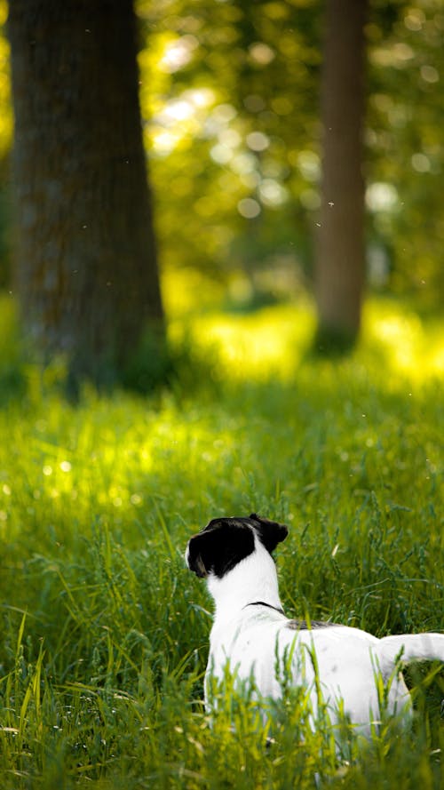 Free Dog on Grass Stock Photo