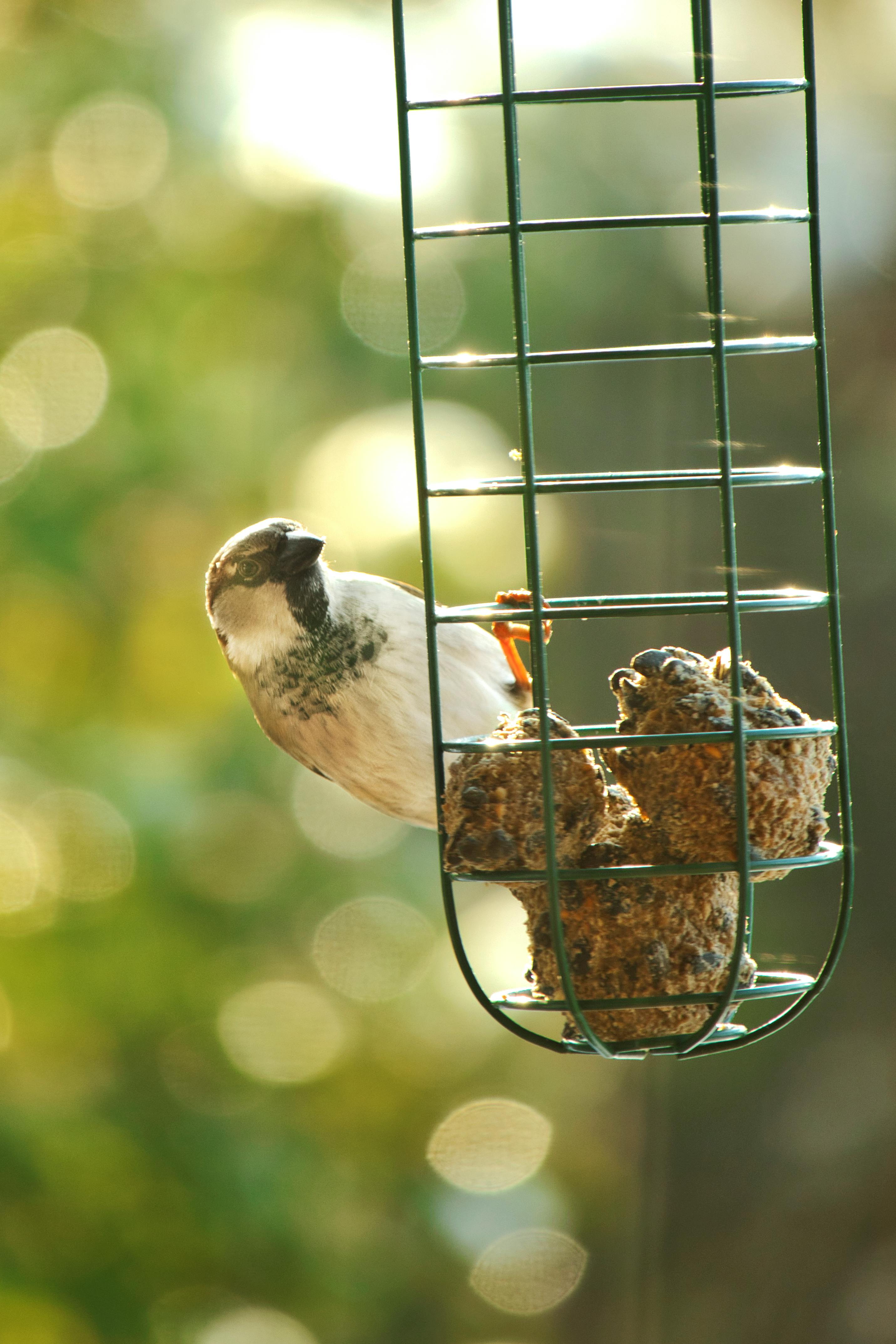 Hanging the Bird Feeder - Hanging bird feeder