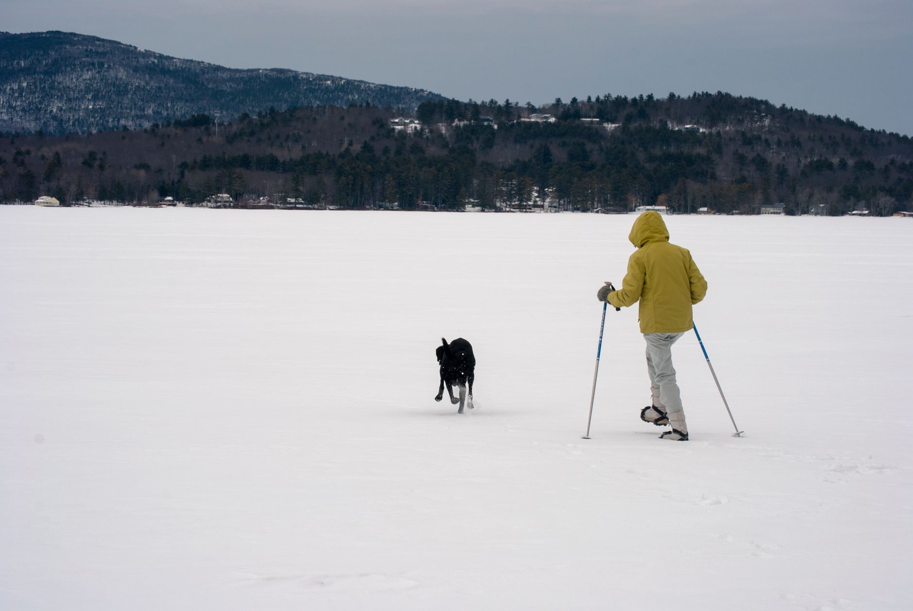 A person skiing with a dog on a snow-covered field in Tuftonboro, NH during winter.