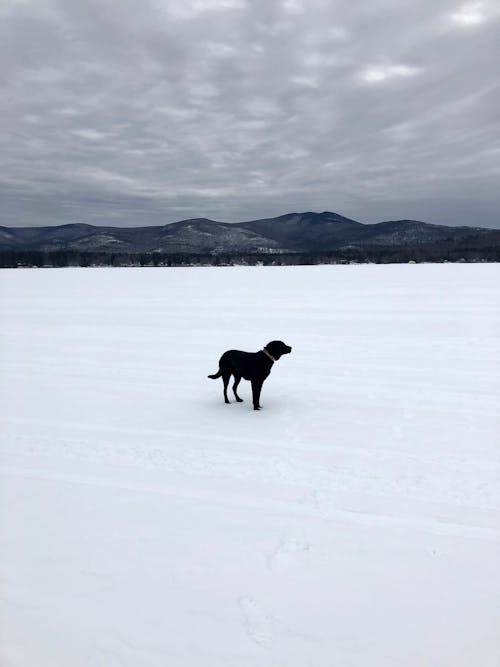 Black Dog Standing on a Snowy Field 