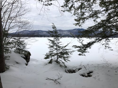 Free stock photo of lake, mountains, pine trees