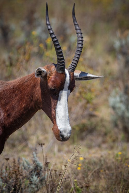 Foto profissional grátis de animais selvagens, animal, cervo