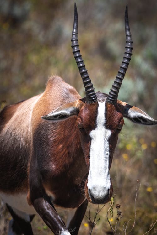 Fotobanka s bezplatnými fotkami na tému divočina, divý, fotografie zvierat žijúcich vo voľnej prírode