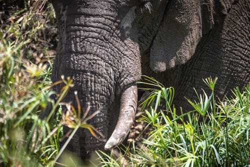 動物, 動物の写真, 哺乳類の無料の写真素材