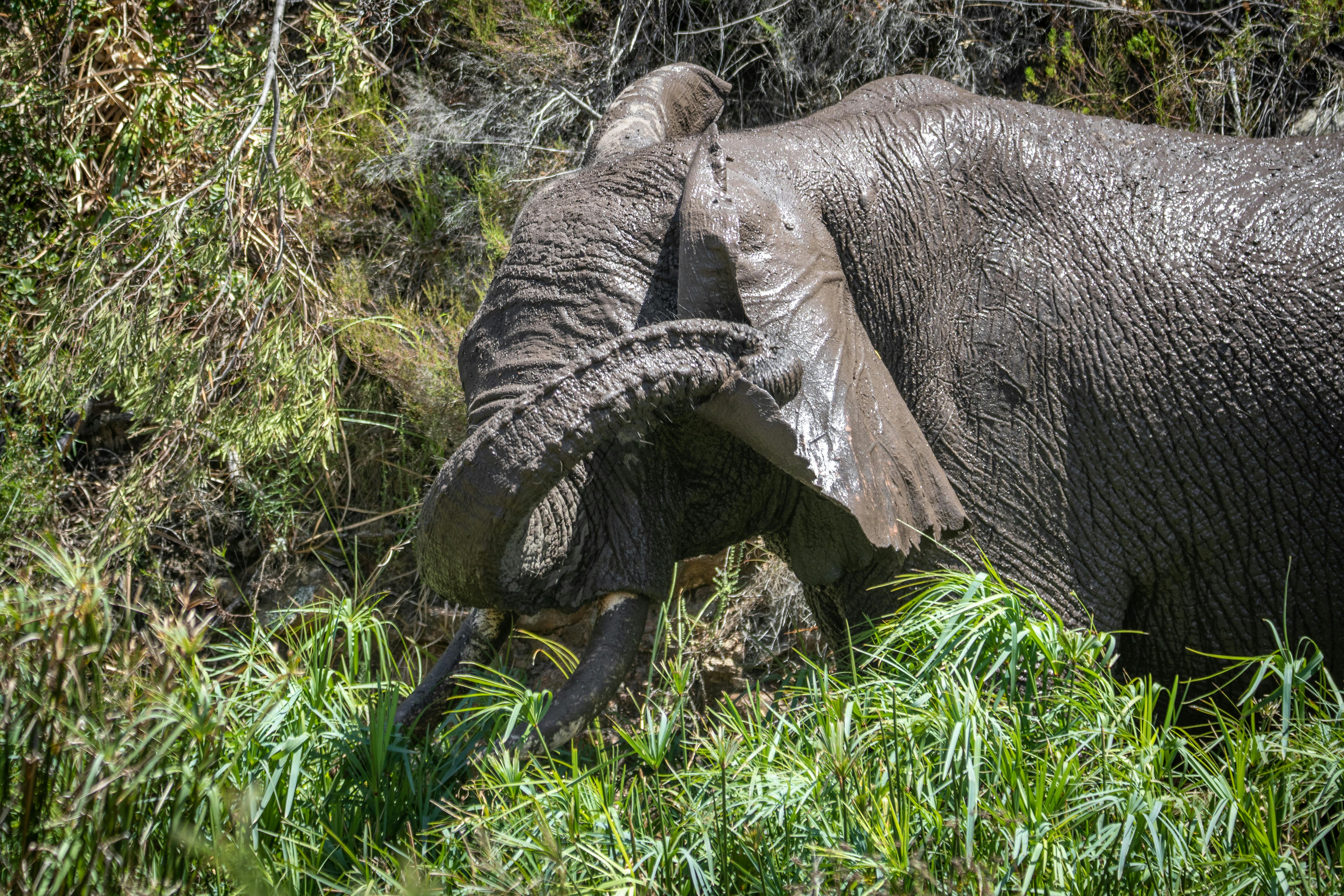 Elephant Horns Photos, Download The BEST Free Elephant Horns Stock