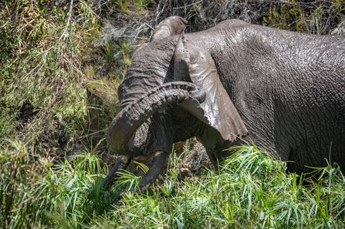 A Gray Elephant on Green Grass