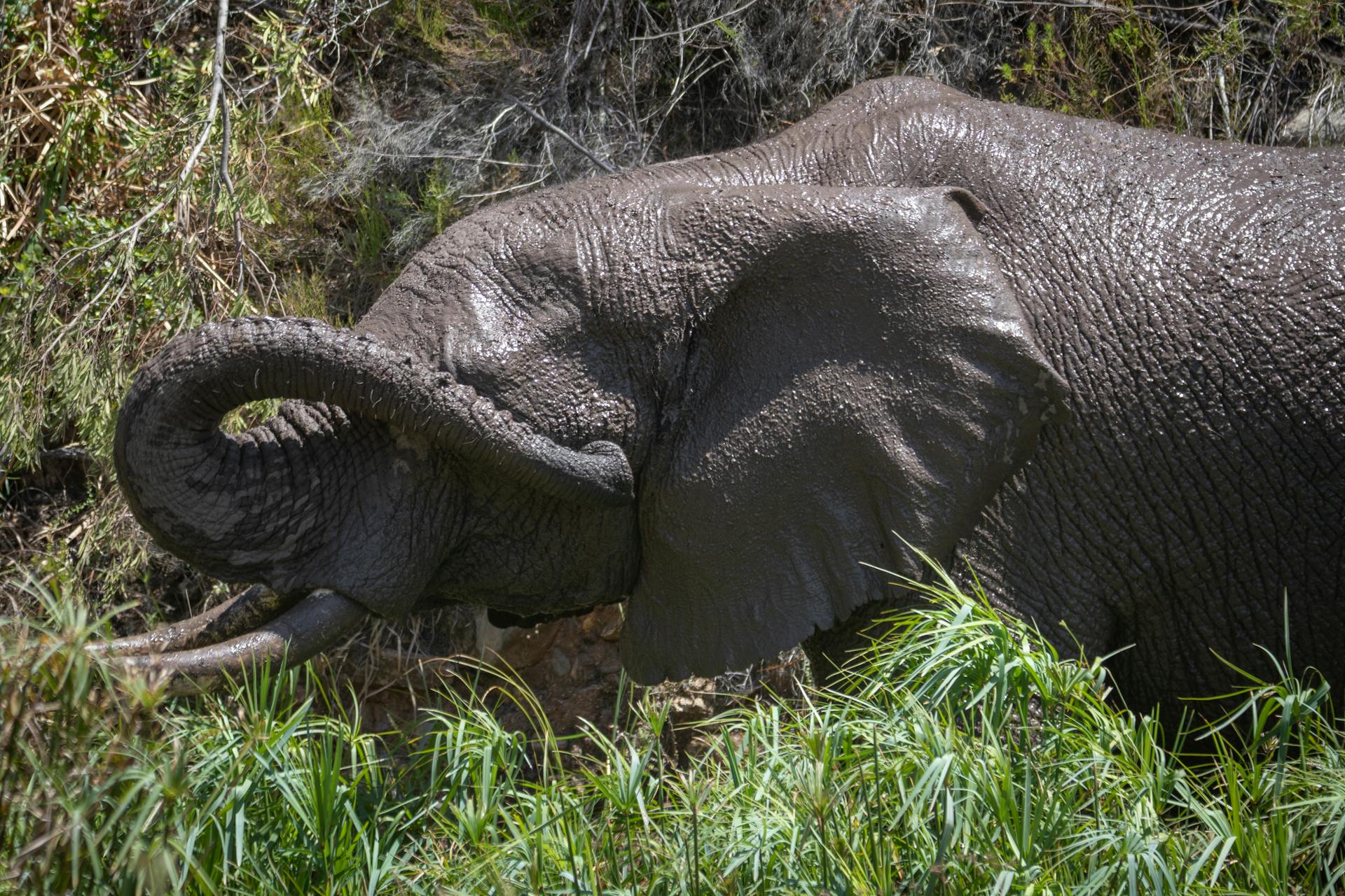 A detailed view of an African elephant enjoying a mud bath in a natural setting.