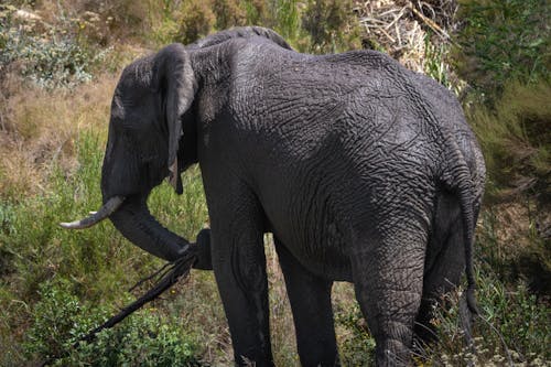 アフリカゾウ, 動物, 動物の写真の無料の写真素材