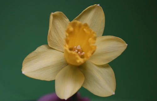 Close-up of a Daffodil Head