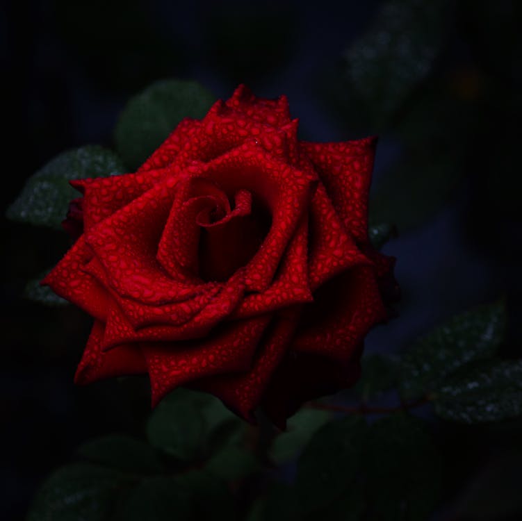 Бесплатное стоковое фото с квадратный формат, Красная роза, лепестки