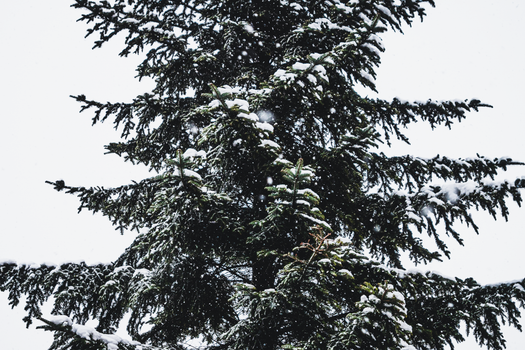 Close-up of a snow-covered hemlock tree branch during winter in Poland.