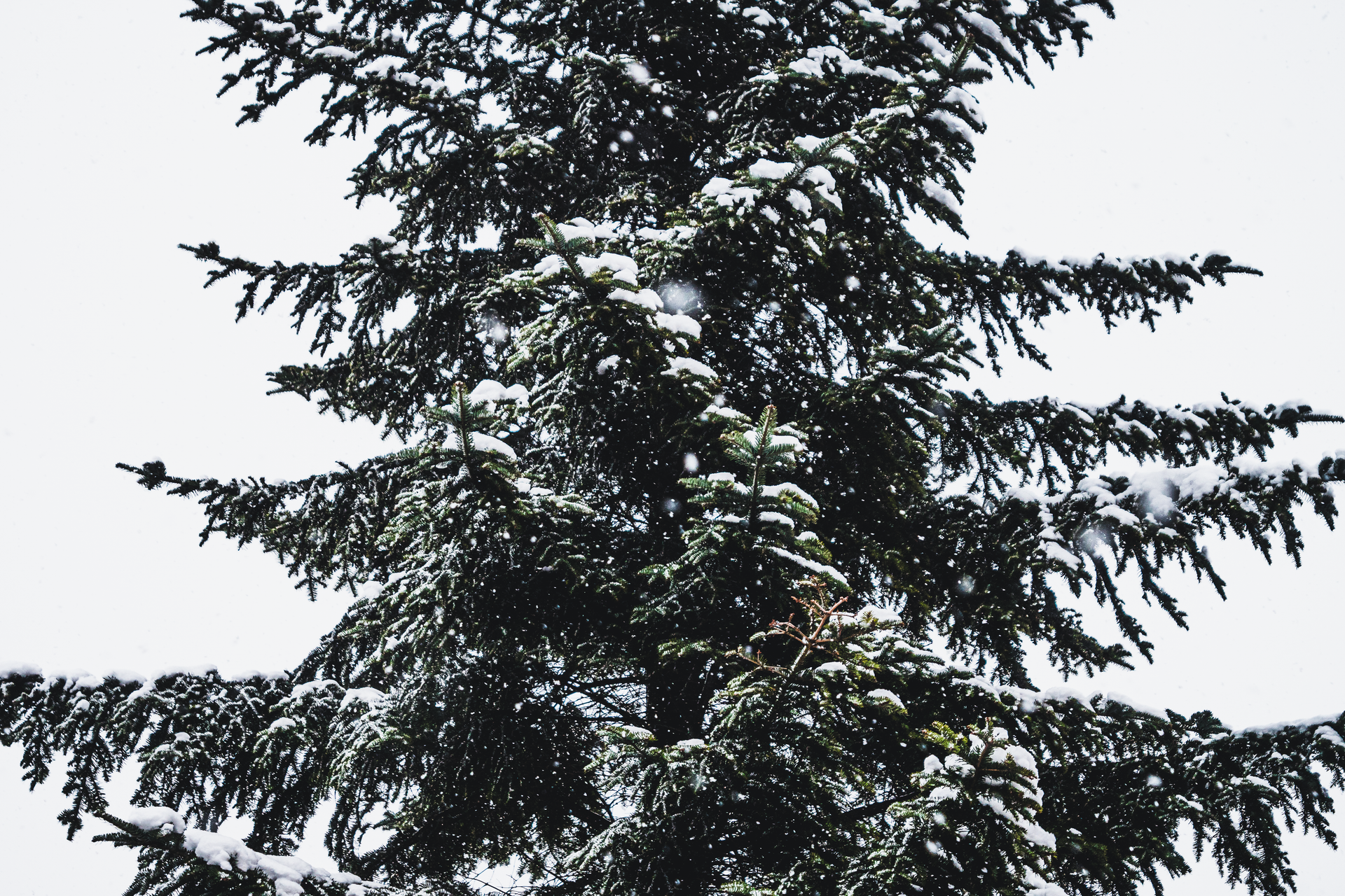 Close-up of a snow-covered hemlock tree branch during winter in Poland.