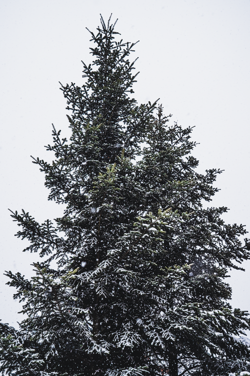 Free A serene snow-covered conifer tree stands tall against a winter sky in Poland. Stock Photo