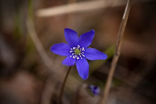 Purple Flower in Tilt Shift Lens