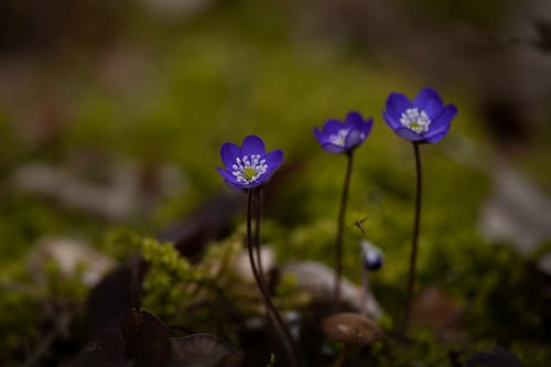 Blooming Violet Flowers in Tilt Shift Lens