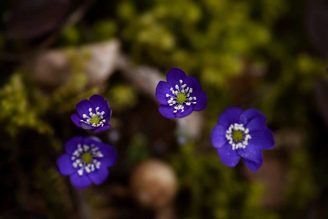 Purple Flowers in Bloom