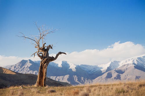 Dead Tree on Dry Grass Under Blue Sky