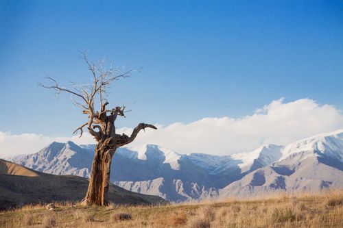 Free A solitary tree stands against a backdrop of snow-capped mountains under a clear blue sky. Stock Photo