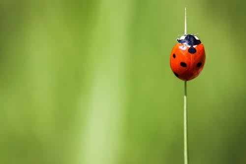 Orange and Black Ladybug on Blade of Grass