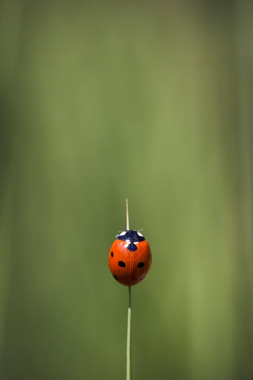 Orange and Black Ladybug on Green Blade of Grass