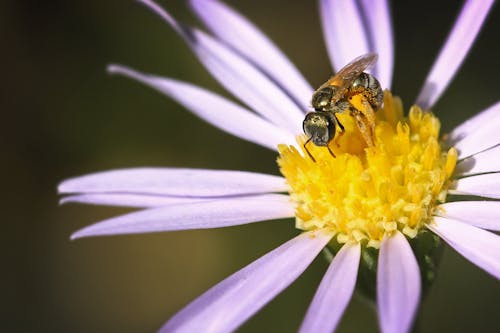 A Honey Bee Feeding from a Flower