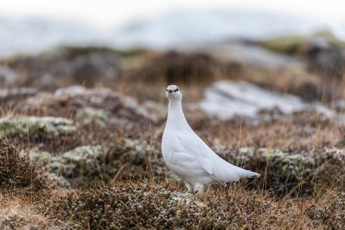 Free Close-up of a Rock Ptarmigan in its natural habitat in Iceland, showcasing its winter plumage. Stock Photo