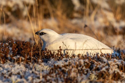 A White Rock Ptarmigan in a Small Shrubs at Winter 