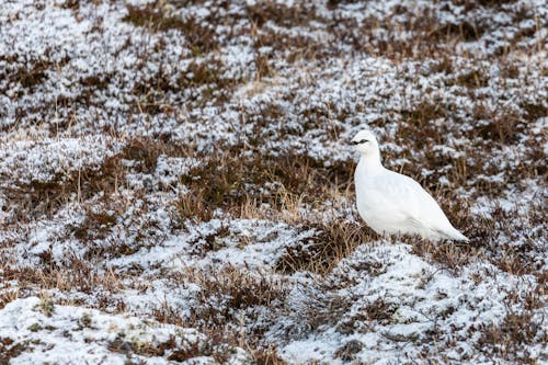 Fotobanka s bezplatnými fotkami na tému divočina, skalný vtarmigan, sneh