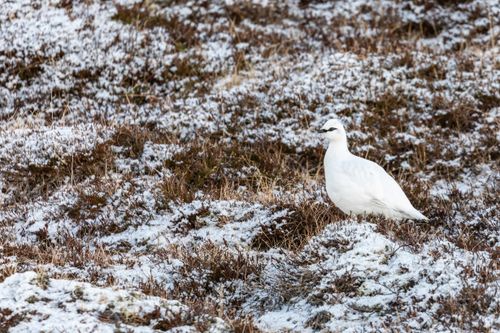 Free A Rock Ptarmigan (Lagopus muta) blending into its snowy Icelandic landscape. Stock Photo