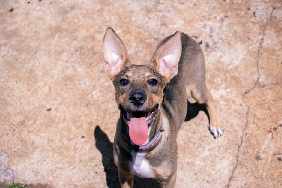 Beige Dog with Pink Tongue on a Beige Stone