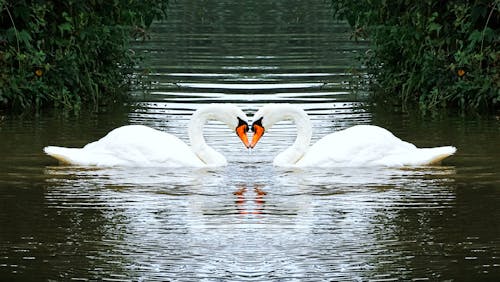 Free Swans Swimming on the Lake Stock Photo